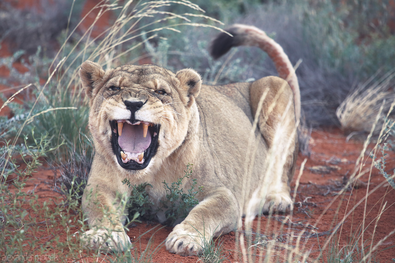 Lioness' Roar Foto von A majestic lioness yawns amidst the rust-red dunes of Namibia's Kalahari Desert