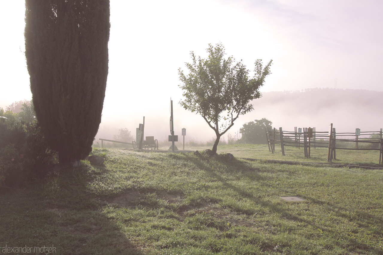 Nebbia Toscana Foto von A serene Tuscan landscape emerges through the morning mist, with a lone cypress and tranquil rolling hills.