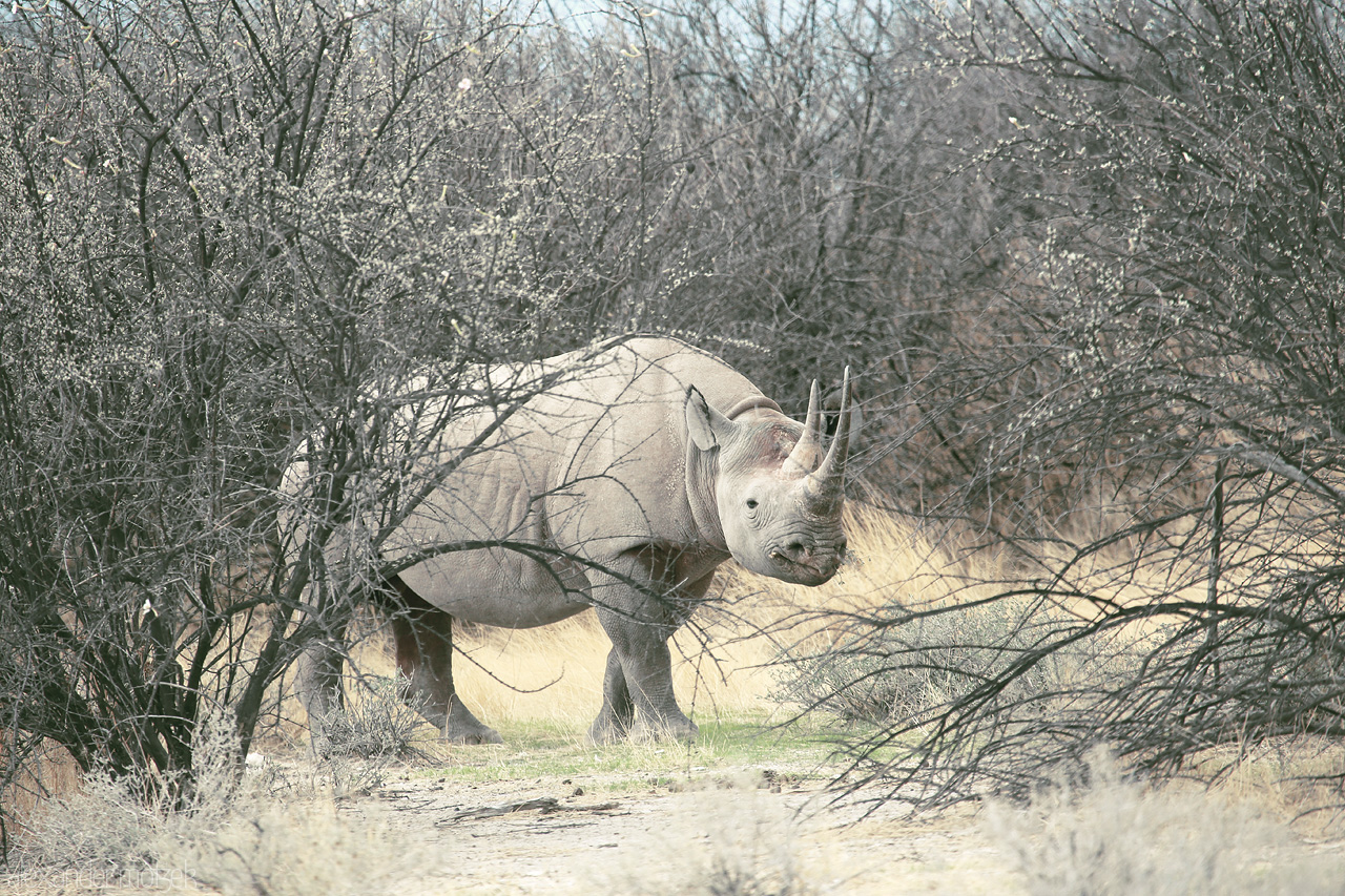 Veldt Titan Silhouette Foto von A solitary rhino wanders Etosha's bushveld, a serene giant framed by delicate brushwork of nature.