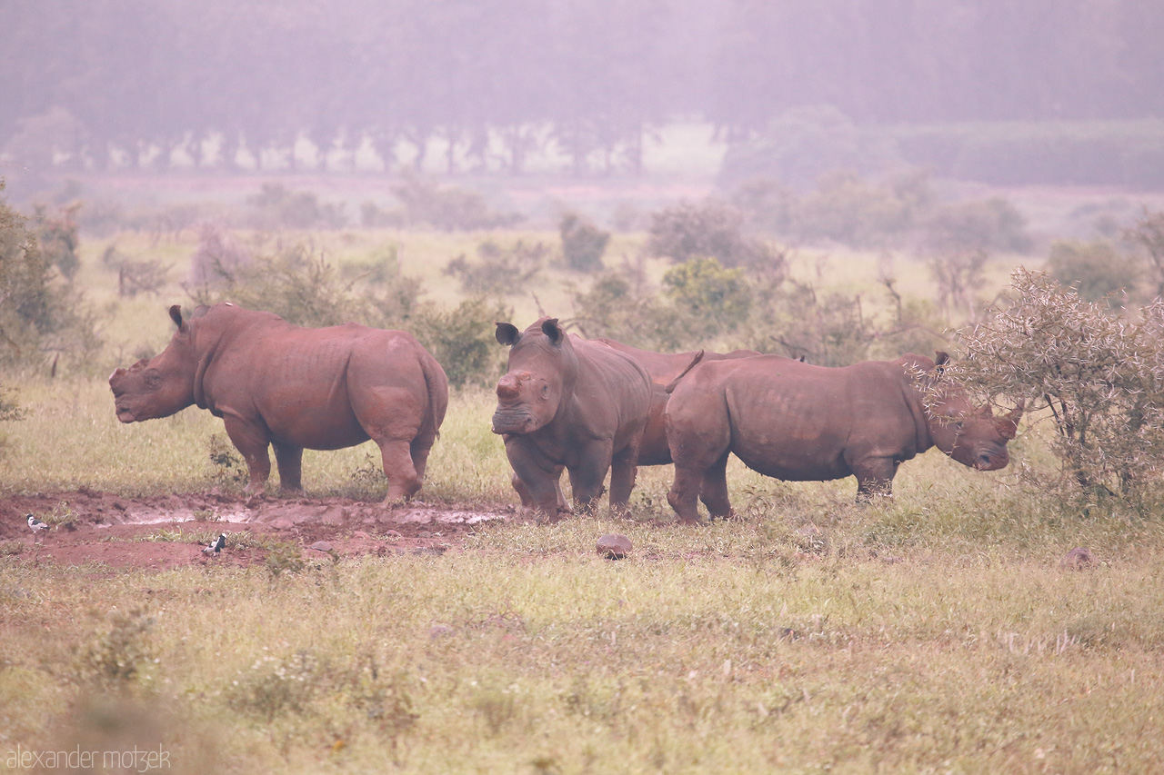Rhino Reverie Foto von A trio of rhinos peacefully grazing at Kruger National Park, South Africa, enveloped in the serene early morning mist.