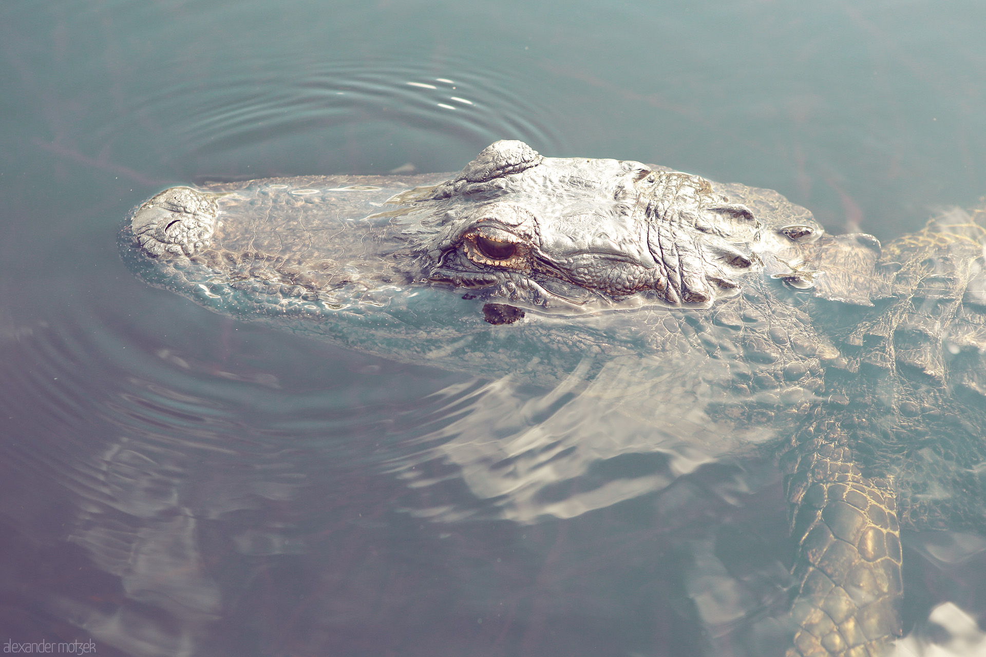 Everglades Sentinel Foto von A watchful alligator emerges from tranquil waters in Miami, Florida, embodying the mystique of the subtropical Everglades environment.
