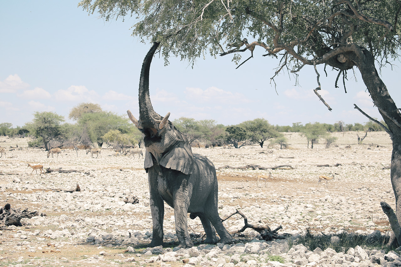 Omumborombonga's Shade Foto von An elephant reaches for foliage in Etosha, Namibia, under a stark, sunlit sky.