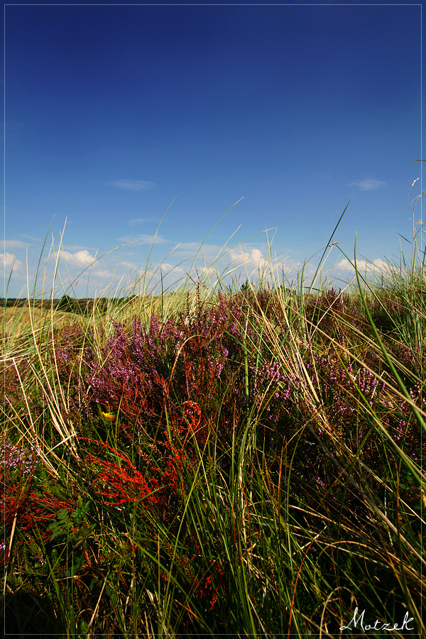 Foto von Danmark Römö