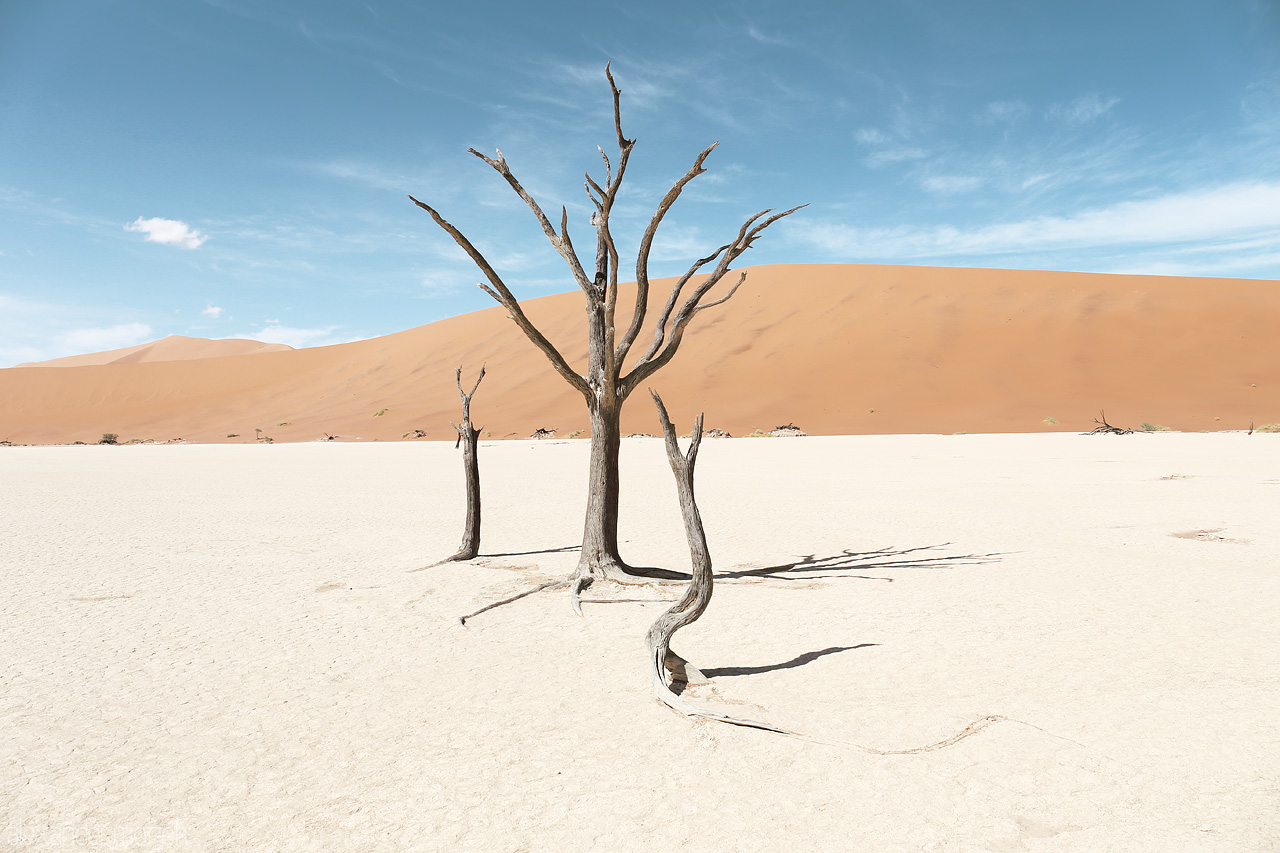 Sossusvlei's Silent Echo Foto von Bare trees stand in stark contrast against Sossusvlei's orange dunes and blue sky.