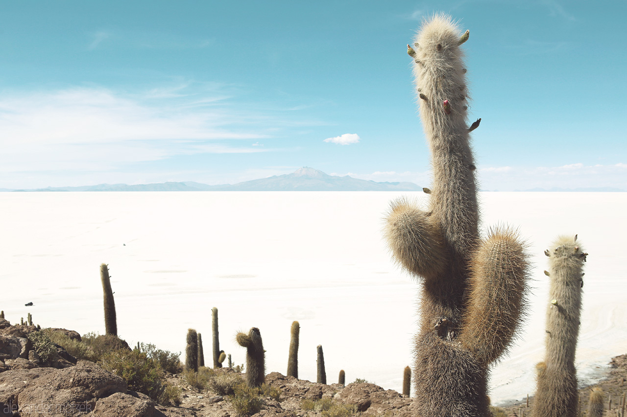 Foto von Kakteen auf der Isla Incahuasi im Salar de Uyuni