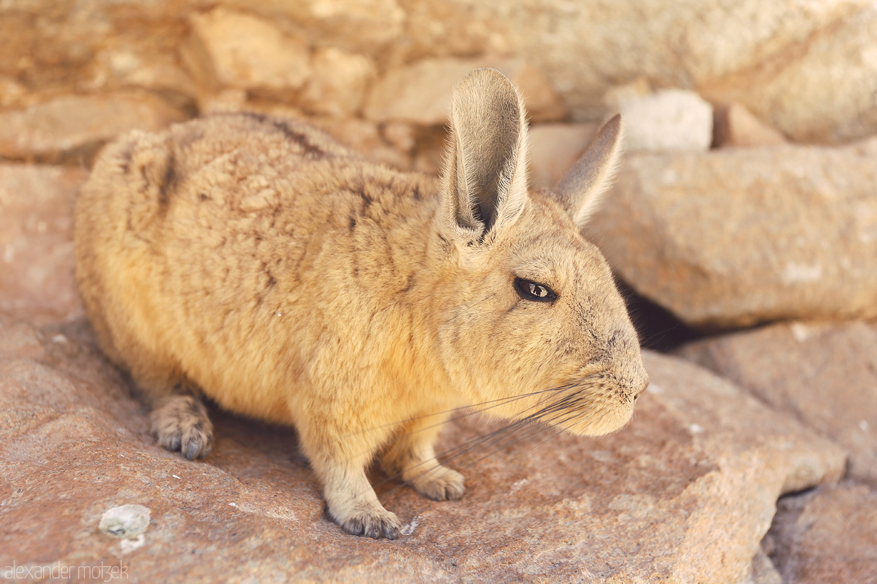 Foto von Wildes Chinchilla in der Wüste Boliviens