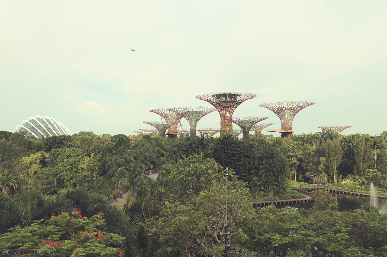 Sky Gardens of the Lion City Foto von Discover the ethereal beauty of Gardens by the Bay in Singapore, where futuristic Supertrees soar above lush greenery and vibrant landscapes.