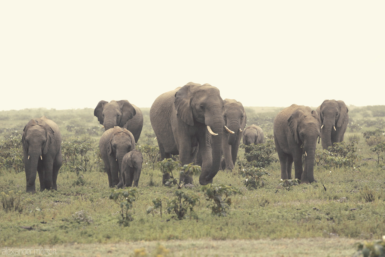 Family Foto von Eine riesige Herde Elefanten mit Jungen zieht durch das Lalibela Game Reserve