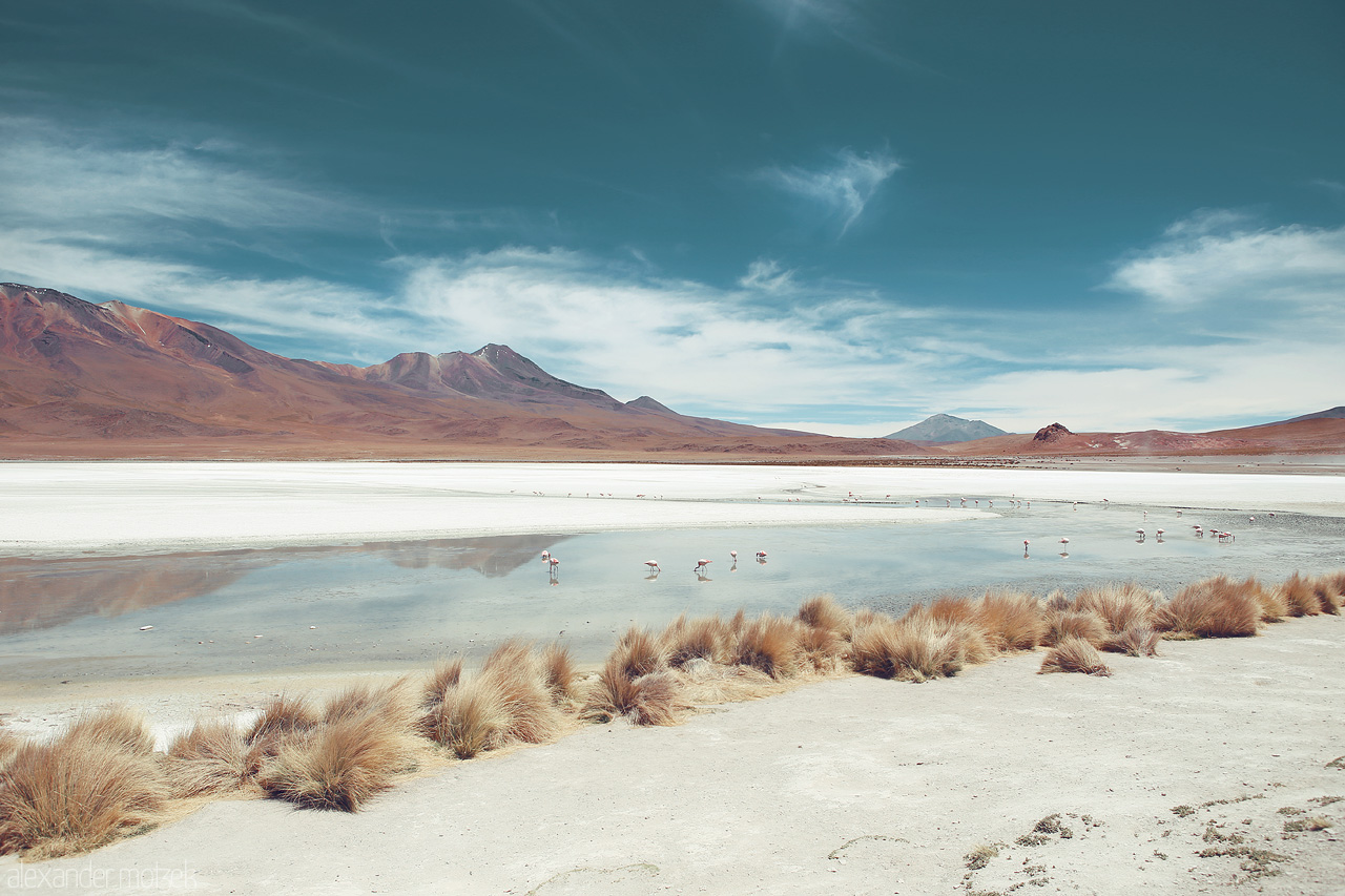 Laguna Hedionda Foto von Flamingos in der Laguna Hedionda in der Salzwüste Salar de Uyuni in Bolivien