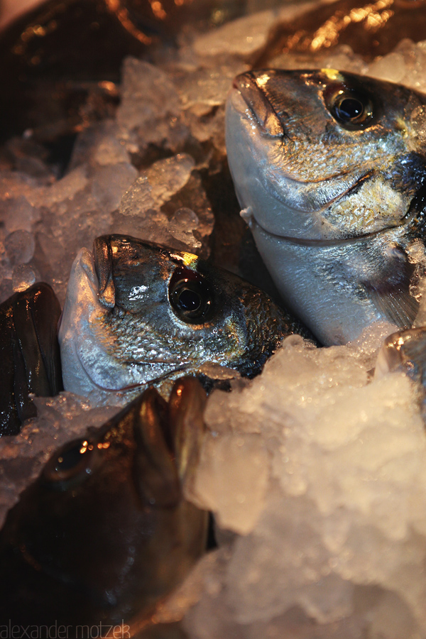 Foto von Fische auf dem Markt von Gran Canaria