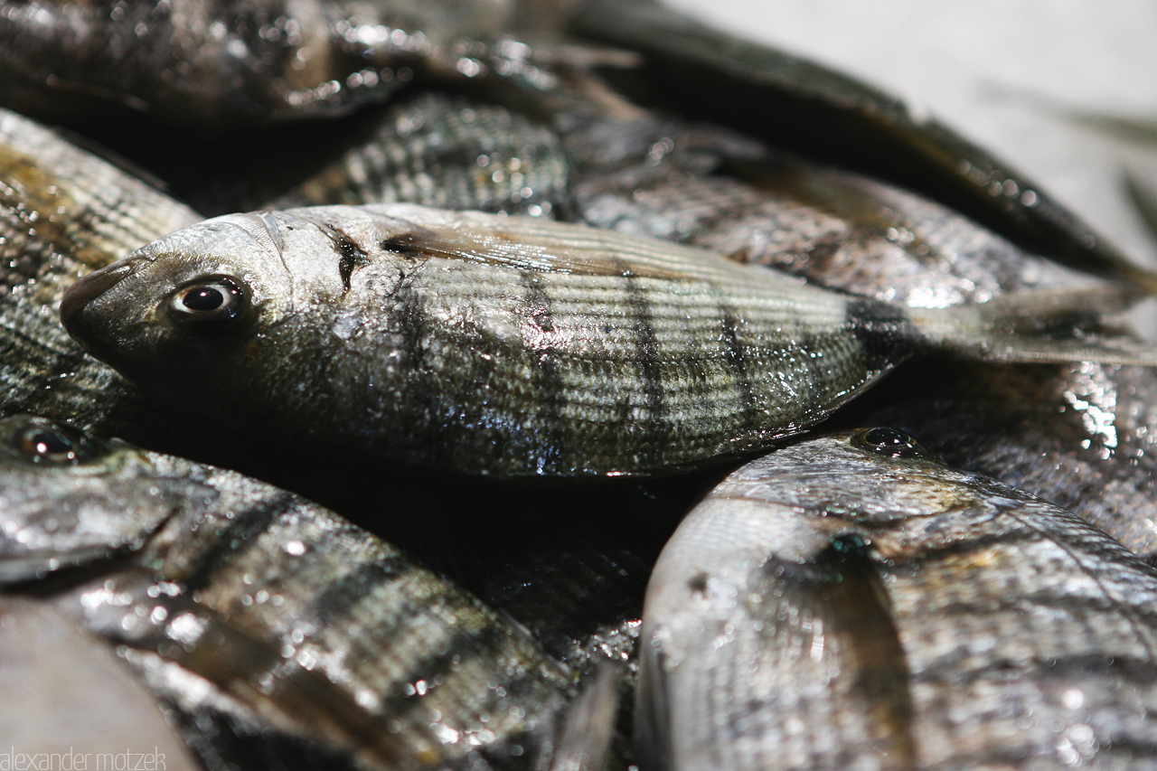 Foto von Fische auf dem Markt von Gran Canaria