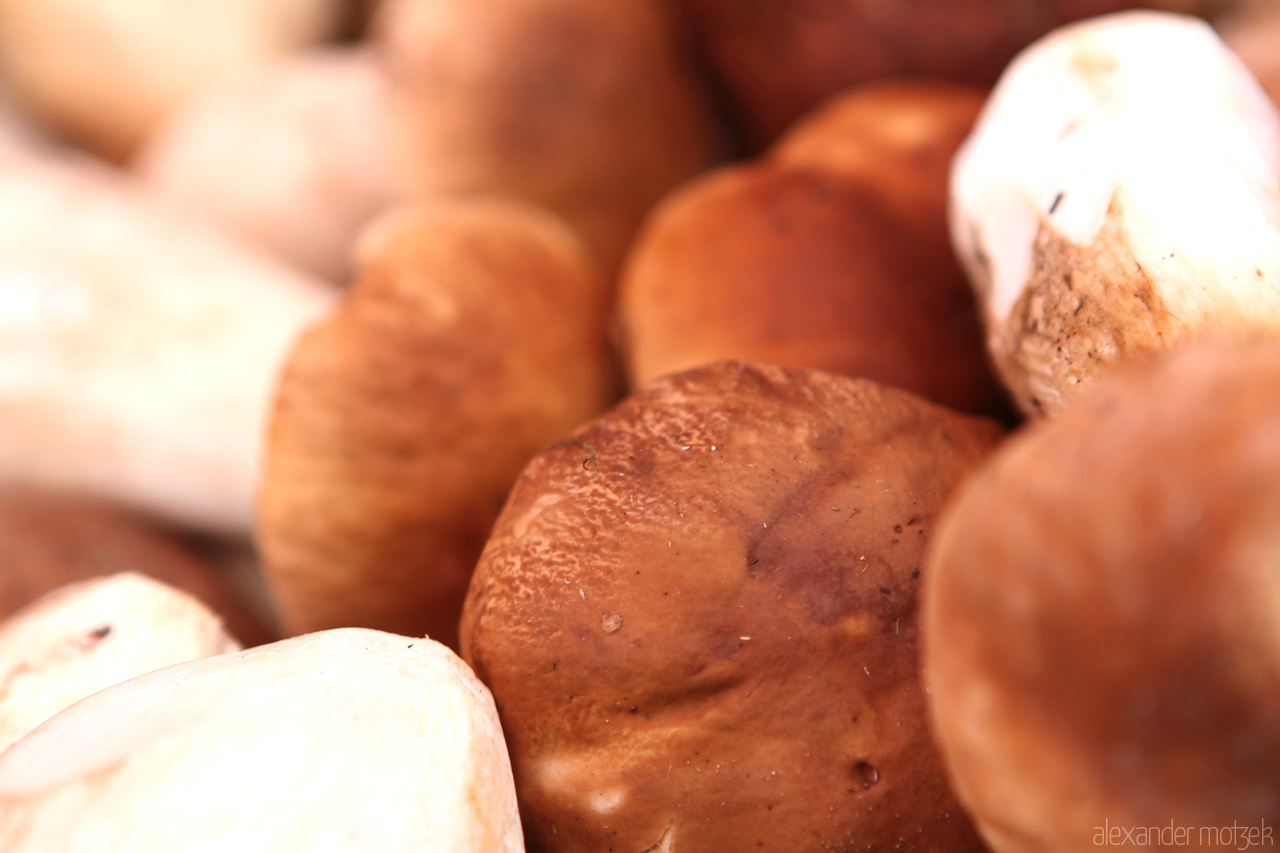 Foto von Schwammerl und Pilze aus dem Wiener Naschmarkt