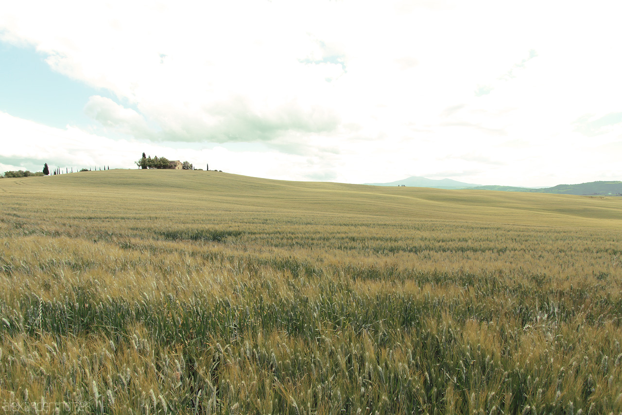 Verdant Waves Foto von Gentle rolling fields stretch across Tuscany, capturing the serene and boundless beauty of the Italian countryside under a vast, whispering sky.
