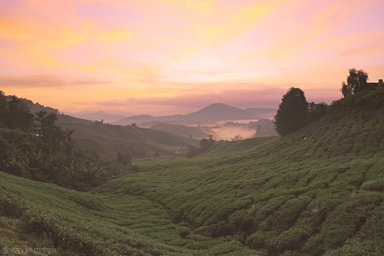 Cameron Dawn Foto von Golden sunrise over the rolling tea plantations of Cameron Highlands, casting a peaceful glow on the misty hills of Pahang, Malaysia.