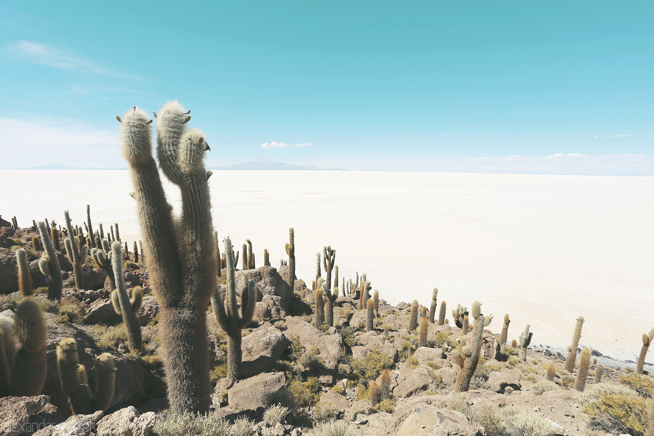 Isla Incahuasi Foto von Kakteen auf der Isla Incahuasi im Salar de Uyuni