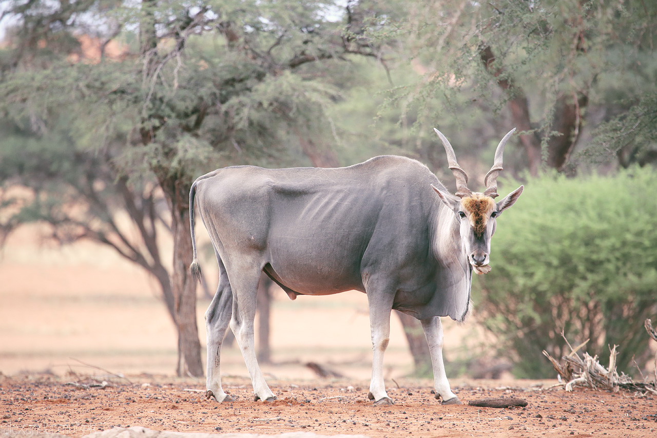 Foto von A majestic eland stands amidst the rugged beauty of the Kalahari Desert, Namibia.