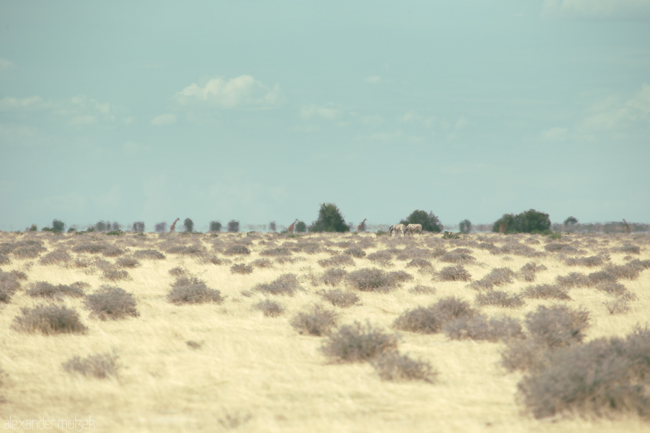 Foto von A tranquil savannah scene with distant wildlife, bathed in the gentle hues of Etosha's vast plains.