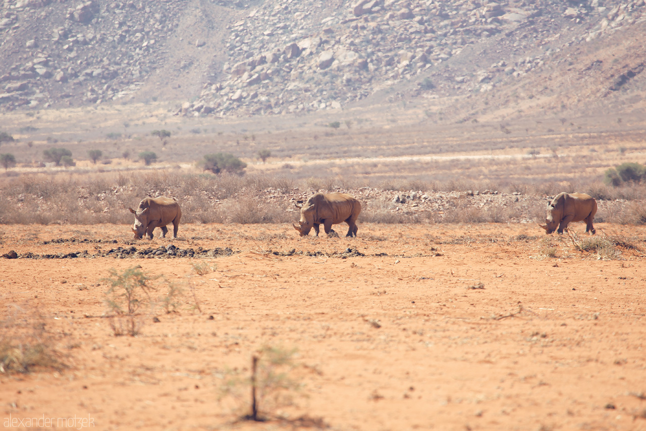 Hammerstein Veld Rhinos Foto von Rhinos roam the arid savannah near Hammerstein, Namibia, showcasing the stark beauty of wilderness.