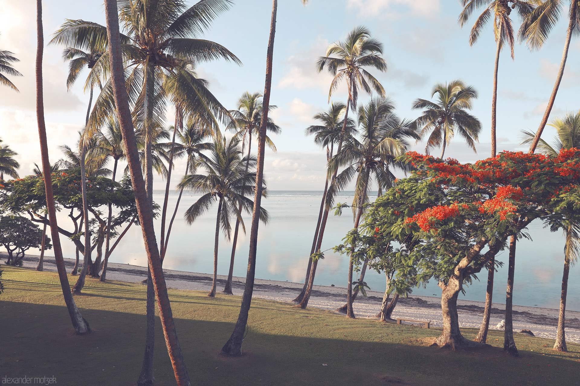 Foto von Palm silhouettes and a flame tree glow over a quiet lagoon beach on Yanuca Island, Fiji, in soft morning light.