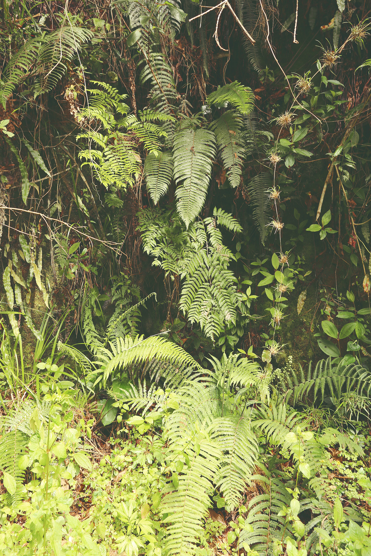 Foto von Flora und Fauna des Salkantay Treks