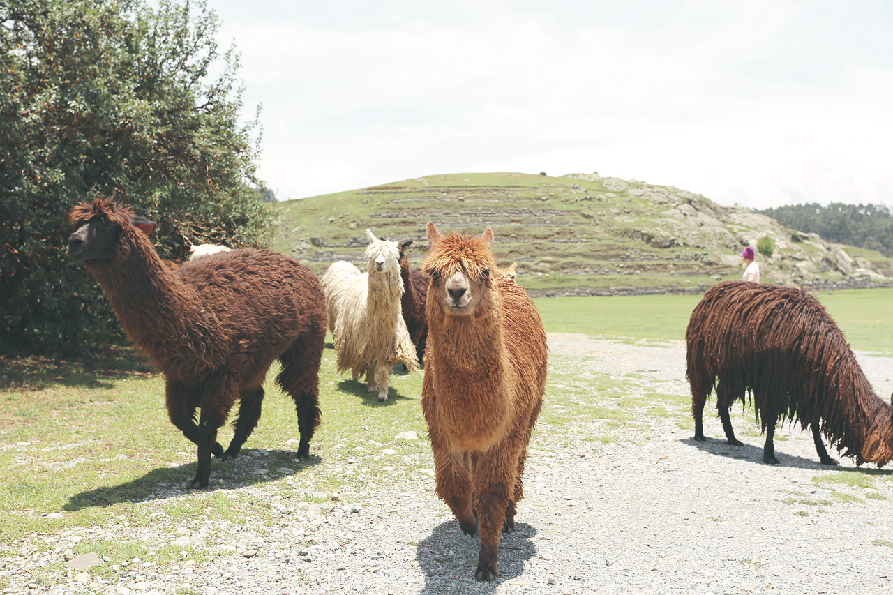 Foto von Llamas und Alpacas auf Sacsayhuamán
