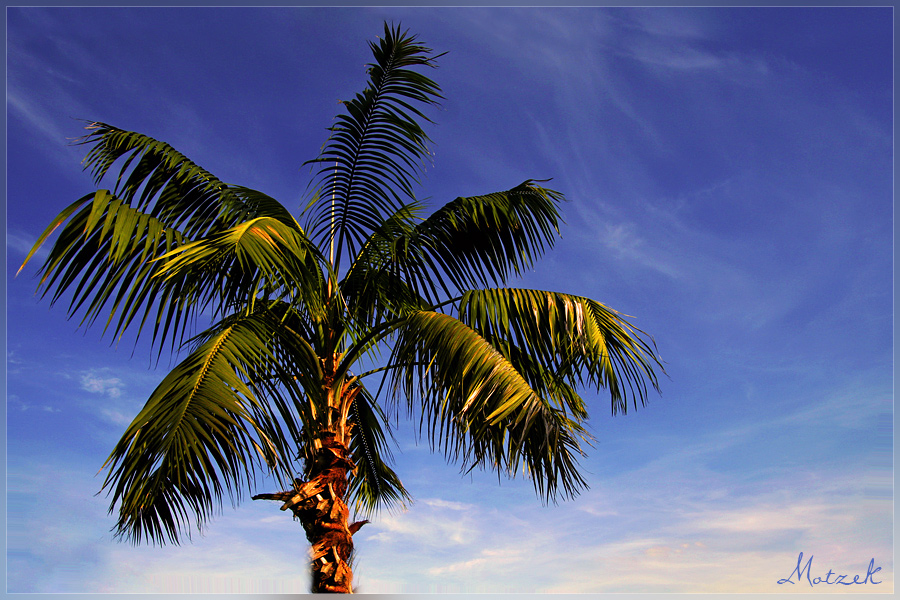 Foto von Palme vor blaumen Himmel