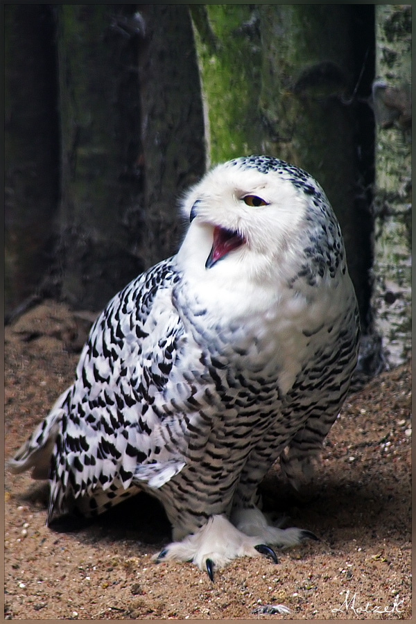 Foto von Tiere Schneeeule