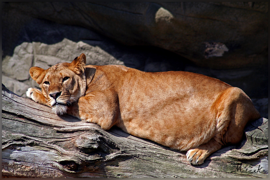 Foto von Tiere Tiger