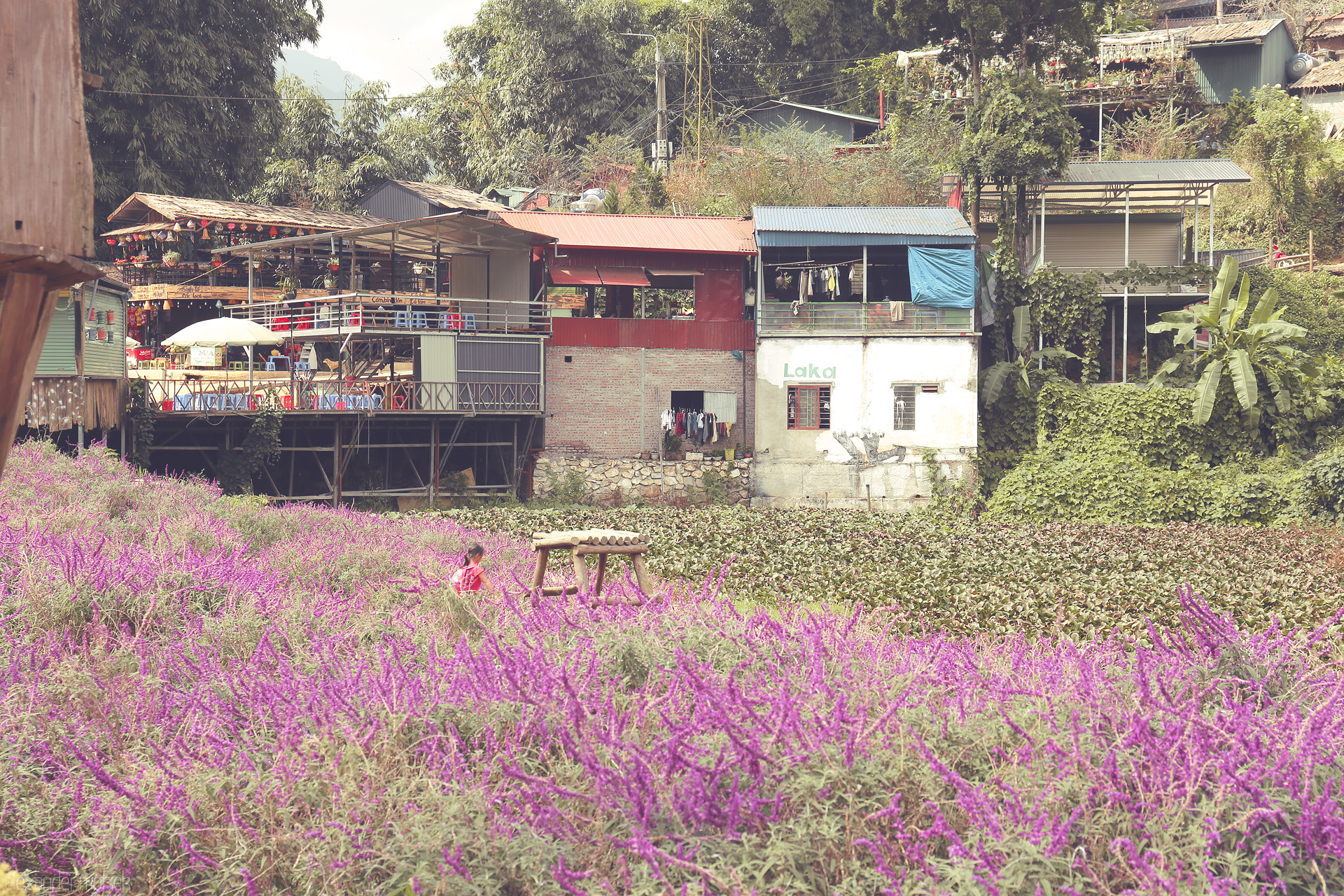 Foto von Violet blossoms carpet Sapa fields, rustic stilt houses and verdant hills watch over daily life in Vietnam’s lush highlands.